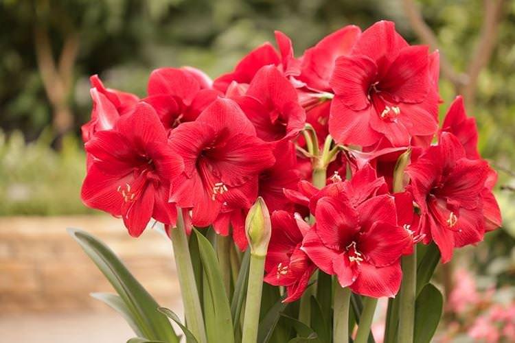 Амариліс - Квіти схожі на лілії