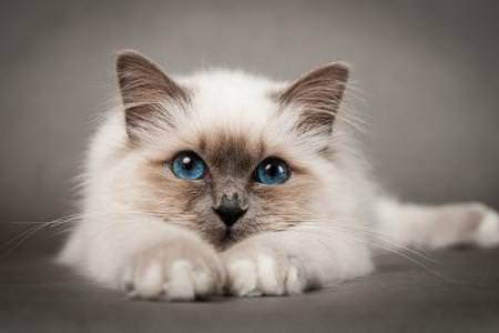 Найкрасивіші породи кішок у світі: фото з назвами