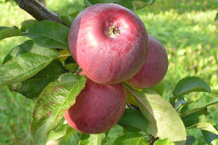 Вибір місця - Догляд за колоноподібною яблунею