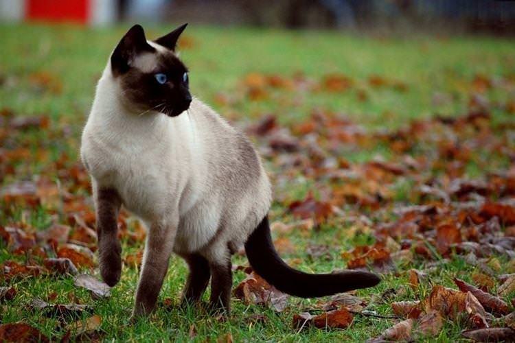 Сіамська - Короткошерсні породи кішок