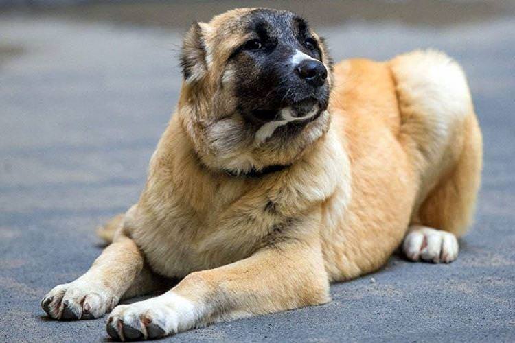 Гампр - Великі породи собак