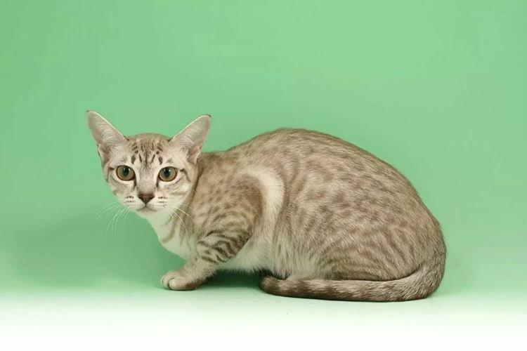 Азіатська таббі - Короткошерсні породи кішок