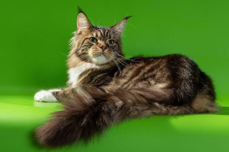 Мейн-кун - Найкрасивіші породи кішок