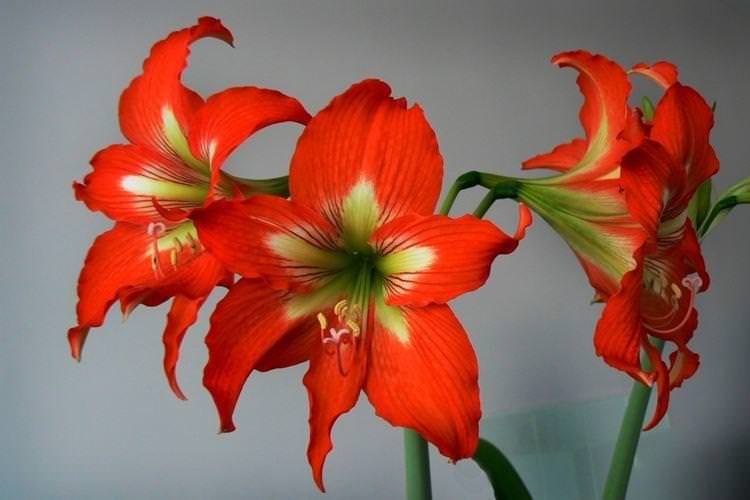 Гіппеаструм - Квіти схожі на лілії