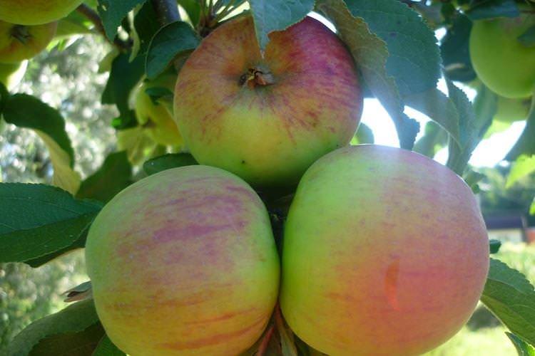 Підживка та добрива - Догляд за колоноподібною яблунею