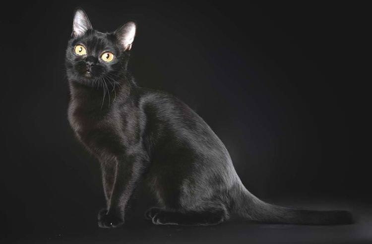 Бомбейська кішка - Найкрасивіші породи кішок