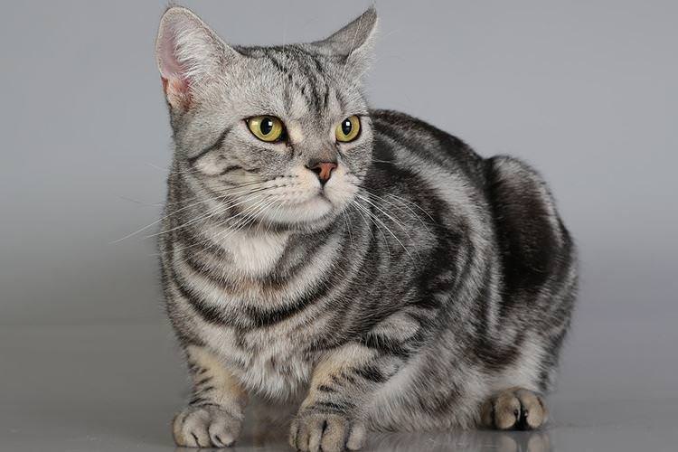 Американська короткошерста - Короткошерсні породи кішок