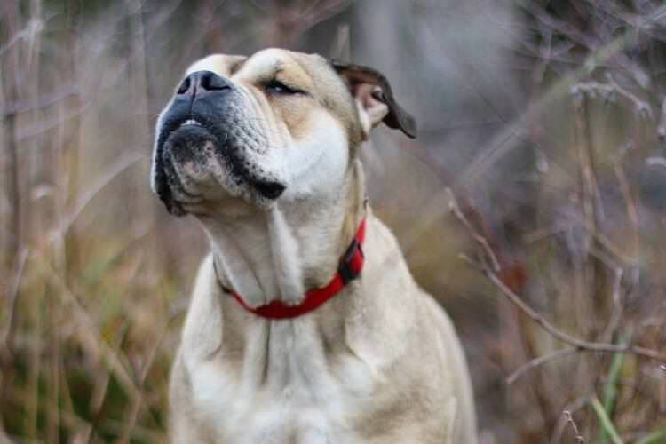 Ка де бо, мальорський бульдог - Бійцівські породи собак