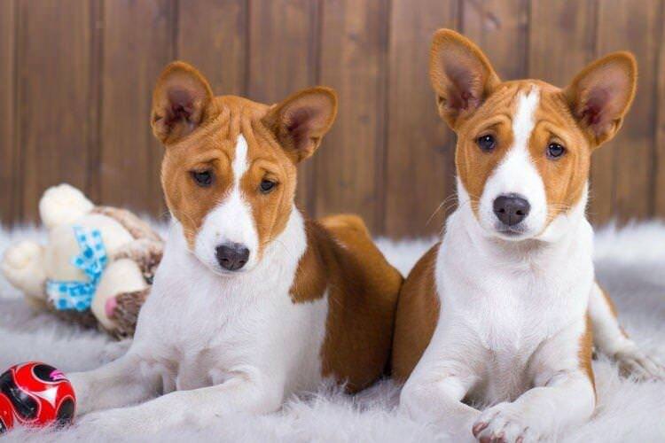 Басенджі - Маленькі породи собак