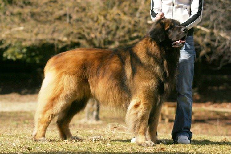 Леонбергер - Великі породи собак