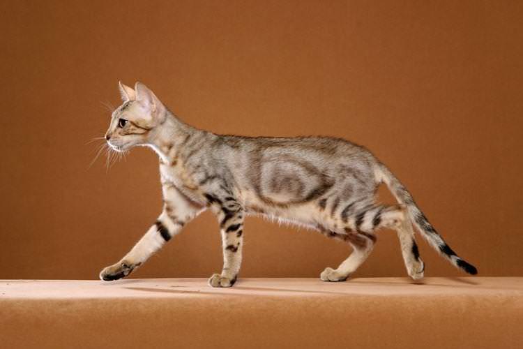 Сококе - Короткошерсні породи кішок