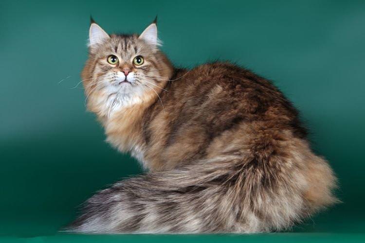 Сибірська кішка - Найкрасивіші породи кішок