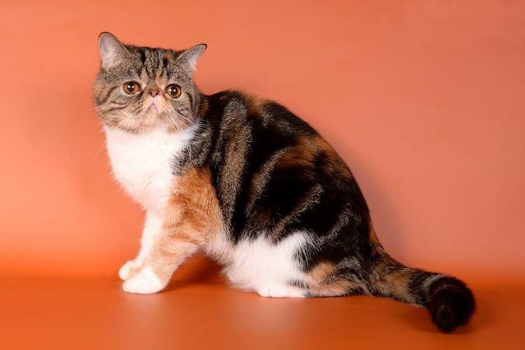 Екзотична короткошерста - Найкрасивіші породи кішок