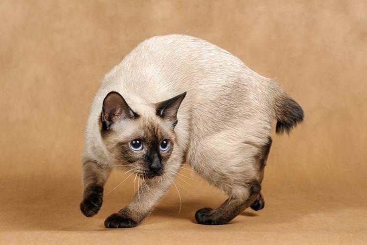 Меконгський бобтейл - Короткошерсні породи кішок