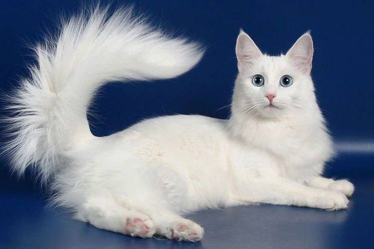 Турецька ангора - Найкрасивіші породи кішок