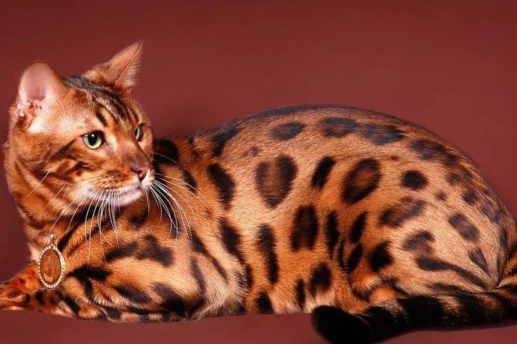 Бенгальська кішка - Найкрасивіші породи кішок