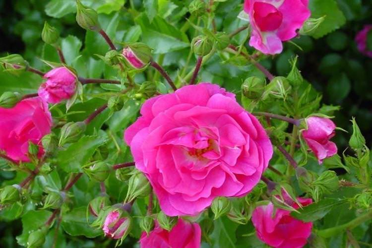 Шипшина - Квіти схожі на троянди