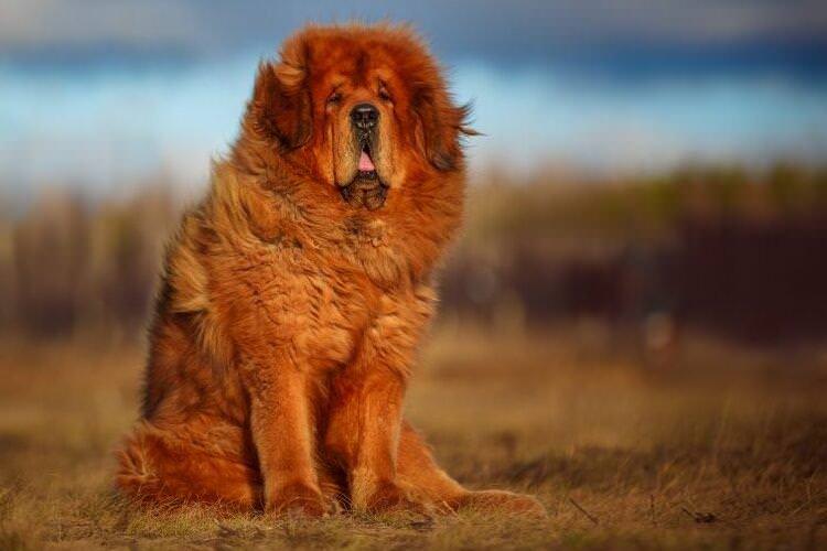 Тибетський мастиф - Бійцівські породи собак
