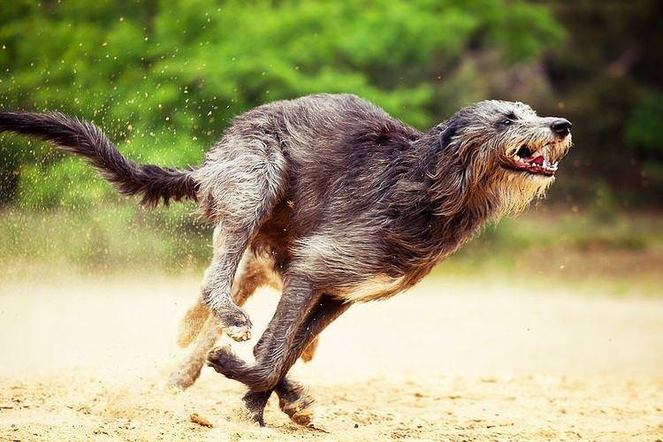 Шотландський дирхаунд - Великі породи собак