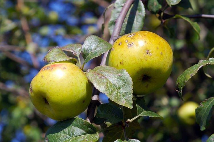 Хвороби та шкідники колоновидної яблуні - як боротися