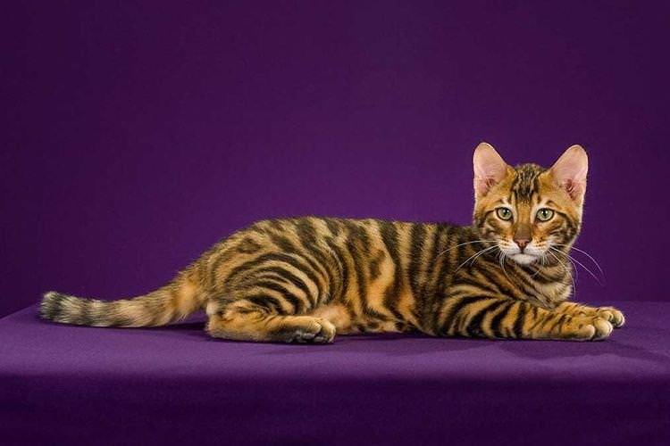 Тойгер - Найкрасивіші породи кішок