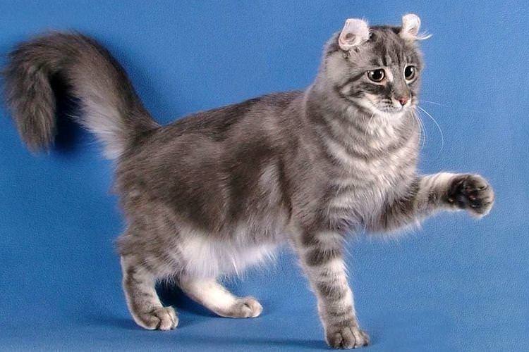 Американський керл - Найкрасивіші породи кішок