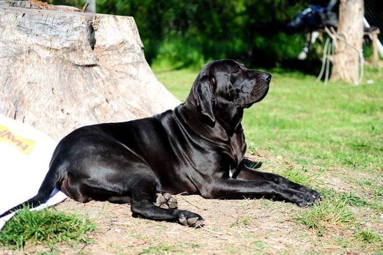 Філа бразілейро - Великі породи собак