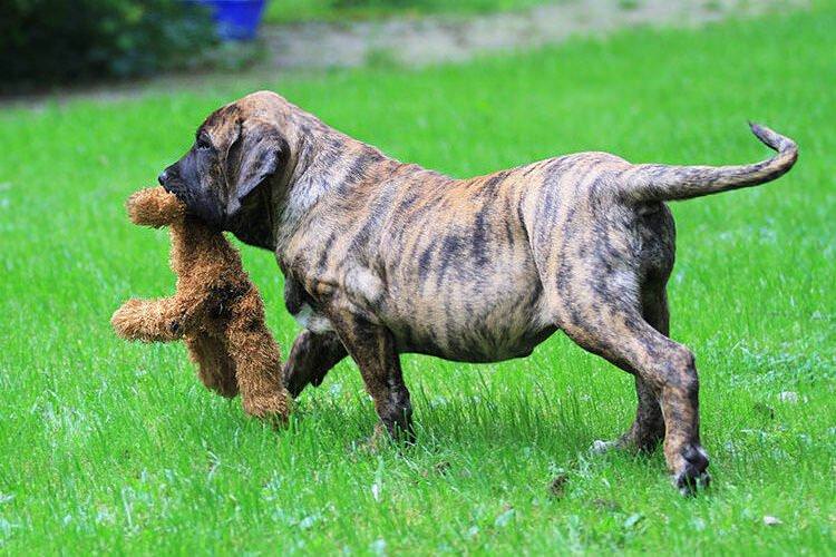 Філа бразілейро - Бійцівські породи собак