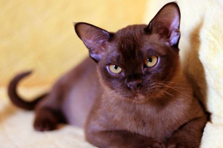 Бурманська - Короткошерсні породи кішок