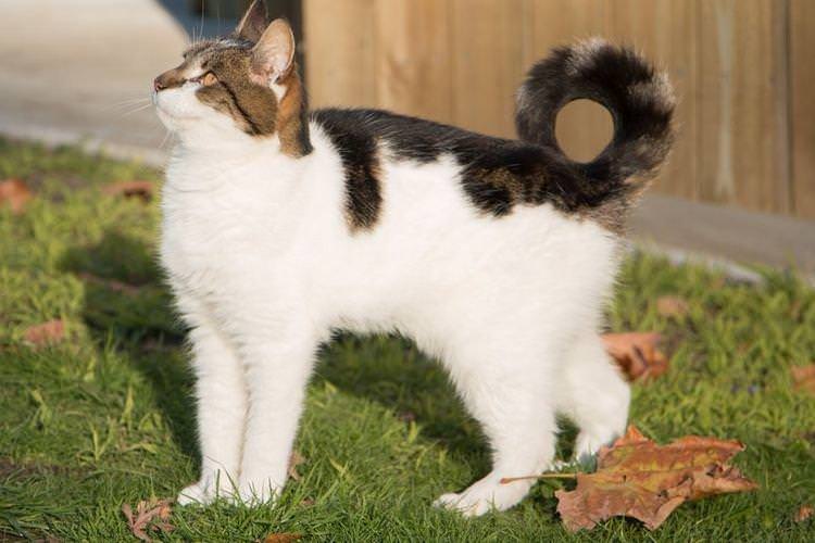Кільцехвоста кішка - Найкрасивіші породи кішок