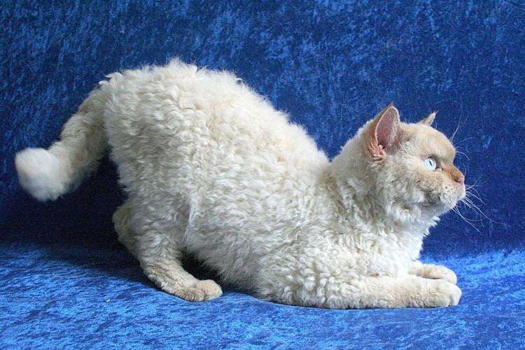 Пуделькет - Найкрасивіші породи кішок