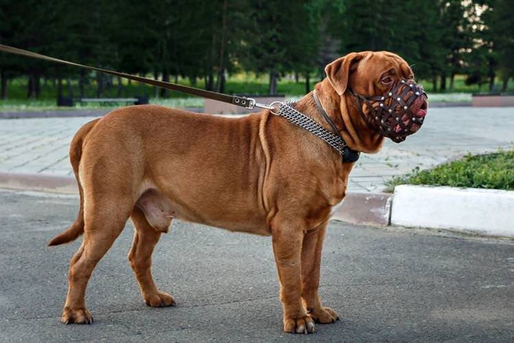Бордоський дог - Великі породи собак