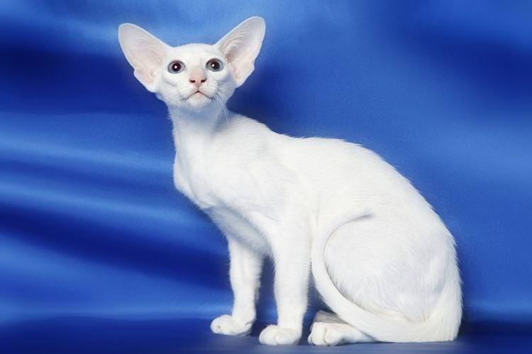 Форін вайт - Короткошерсні породи кішок