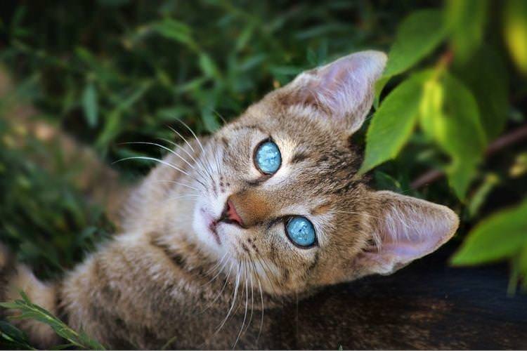 Охос азулес, Блакитноока кішка - Найкрасивіші породи кішок