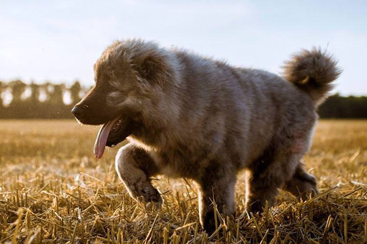 Кавказька вівчарка - Великі породи собак