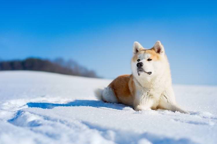 Японська акіта - Великі породи собак