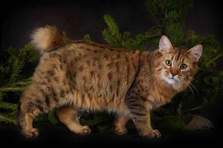 Піксибоб - Короткошерсні породи кішок