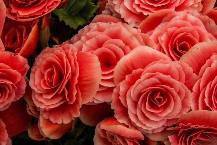 Бегонія - Квіти схожі на троянди