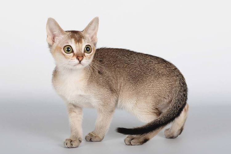Сінгапурська - Короткошерсні породи кішок