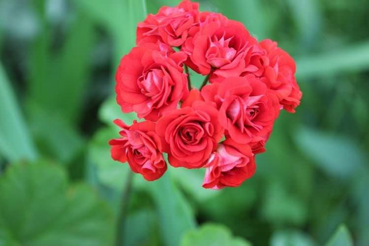 Герань - Квіти схожі на троянди