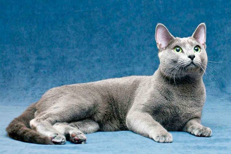Російська блакитна - Короткошерсні породи кішок
