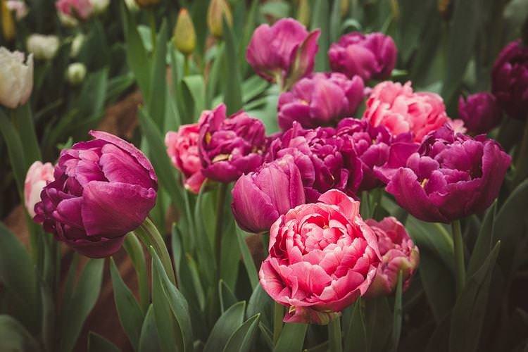 Махровий тюльпан - Квіти схожі на троянди