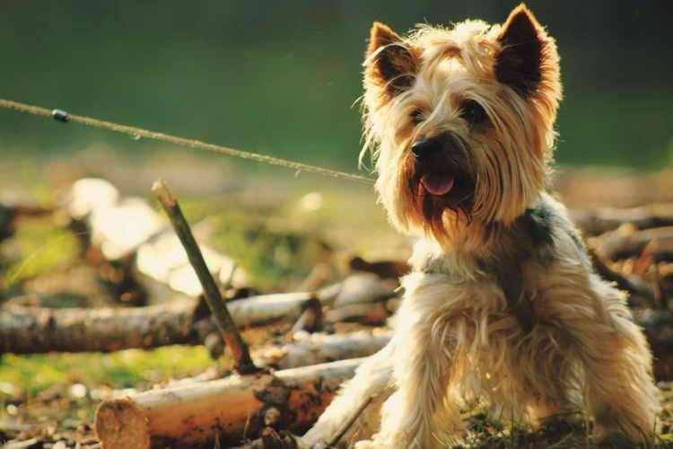 Йоркширський тер'єр - Маленькі породи собак