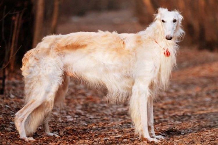 Російський псовий хорт - мисливські породи собак