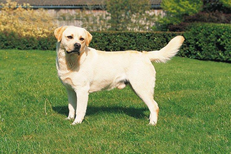 Лабрадор ретрівер - мисливські породи собак