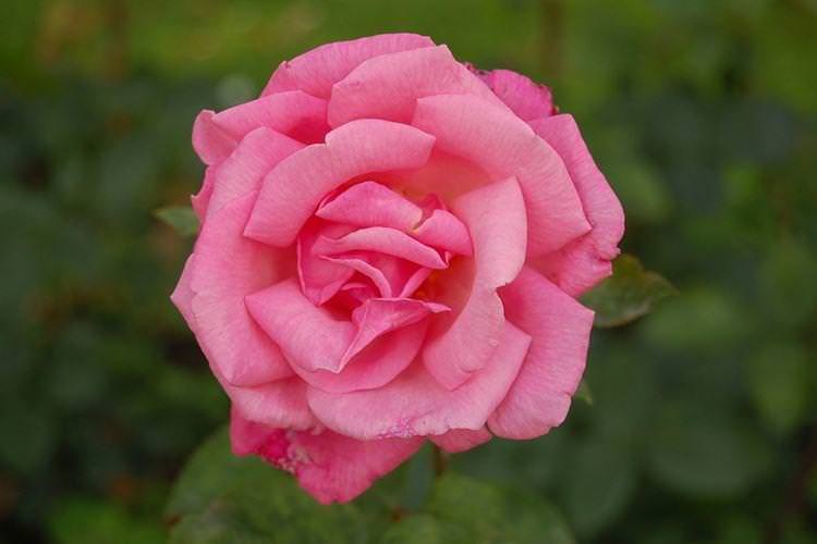 Троянди Прима Балеріна - Види кімнатних троянд