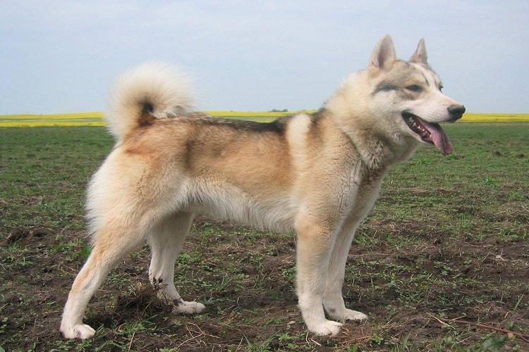 Західно-сибірська лайка - мисливські породи собак