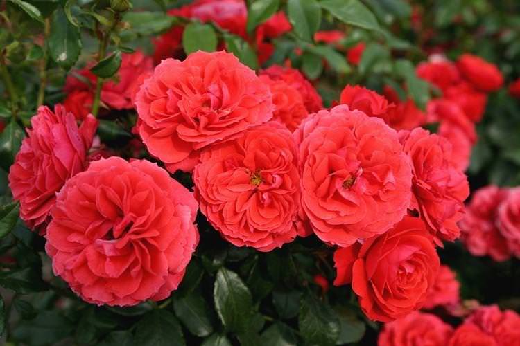 Троянди Флорібунда - Види кімнатних троянд