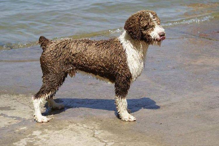 Іспанський водяний собака - мисливські породи собак