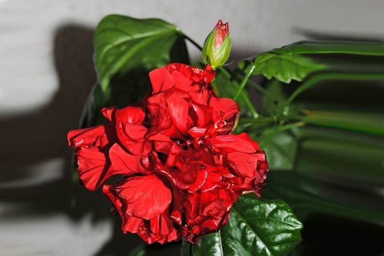 Китайська троянда - фото